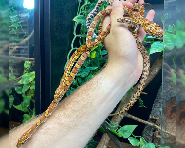 Assorted Carolina Corn Snake - Juvenile